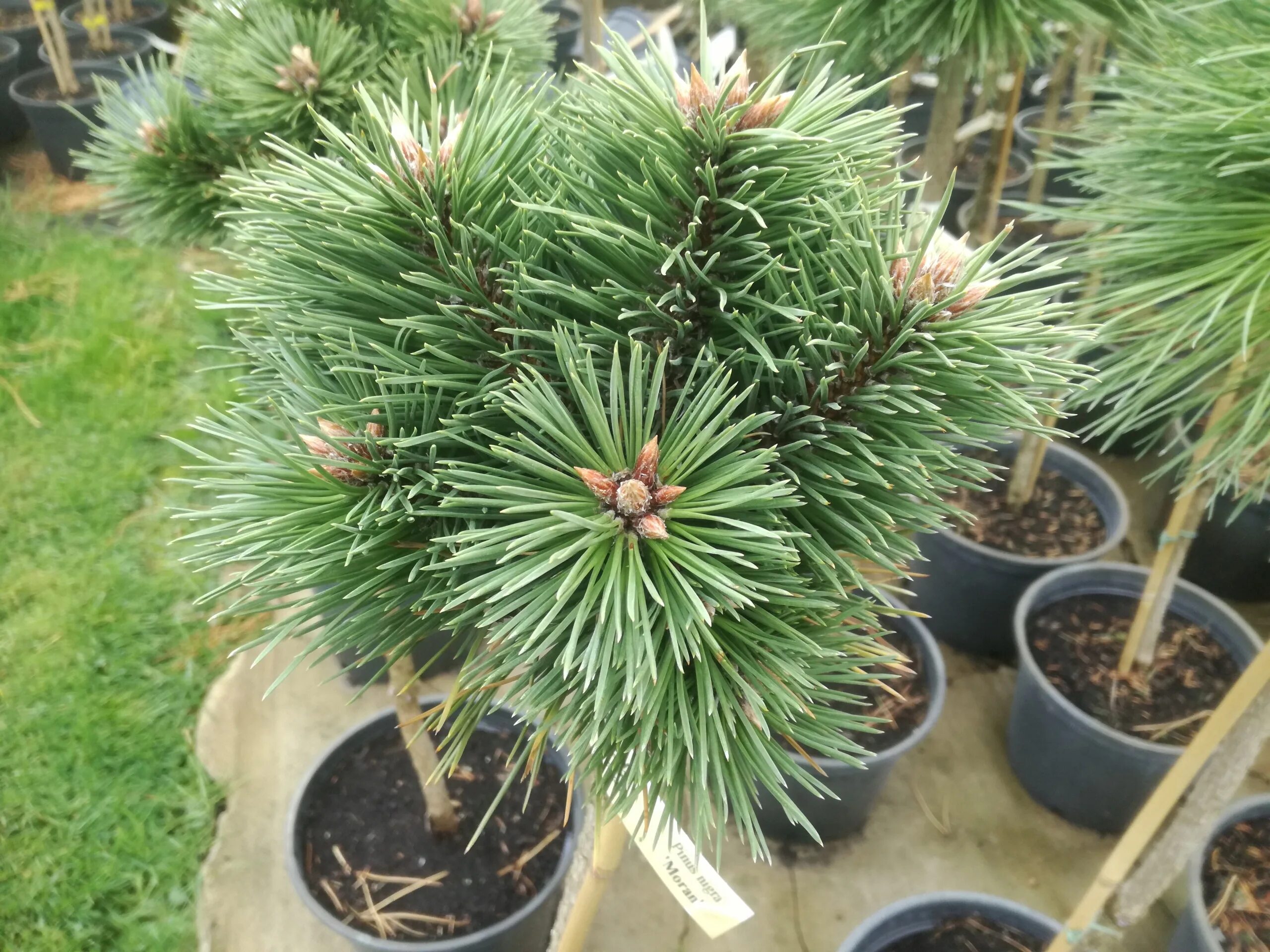 Сосна нигра описание. Сосна Pinus nigra. Сосна черная / Pinus nigra nigra. Сосна черная Австрийская (Pinus nigra).