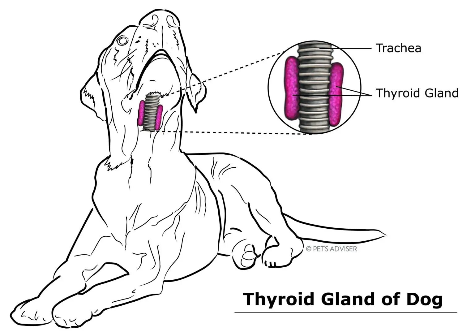 Стеноз у собак. Щитовидная железа у собаки анатомия. Строение трахеи собаки. Расположение щитовидной железы у собак. Трахеальный рефлекс у собак.