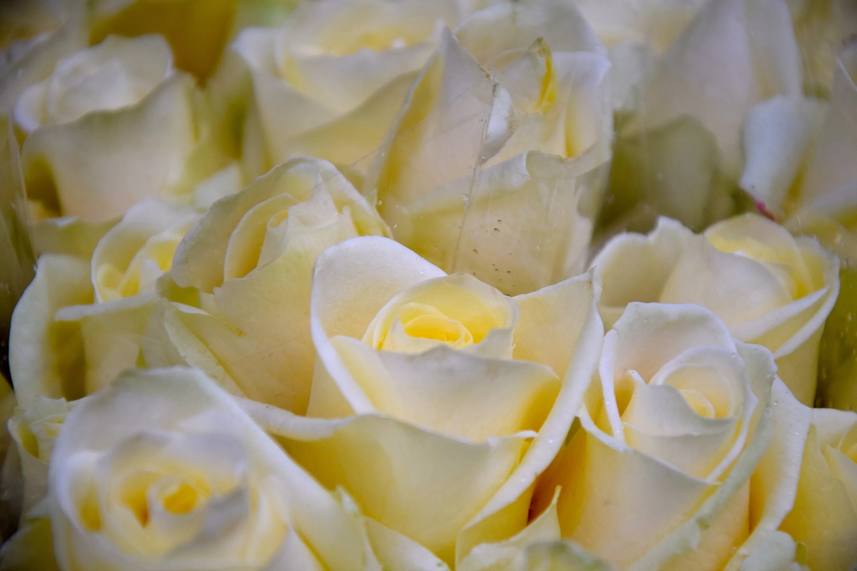 Желтоватые или розовые лепестки. Белые розы. Цветы белые розы. Белые и желтые розы. Белые розы Макросъемка.