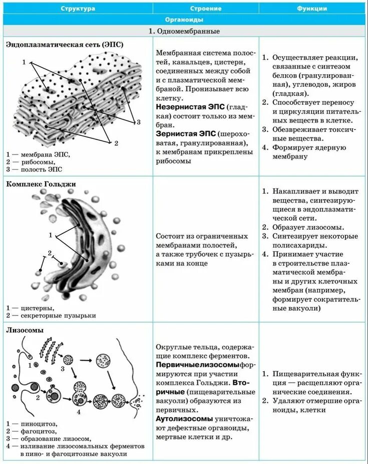 Тест клетка егэ. Органоиды клетки строение и функции таблица. Органоид эндоплазматическая сеть строение и функции таблица. Эндоплазматический ретикулум строение и функции таблица. Одномембранные компоненты клетки таблица.