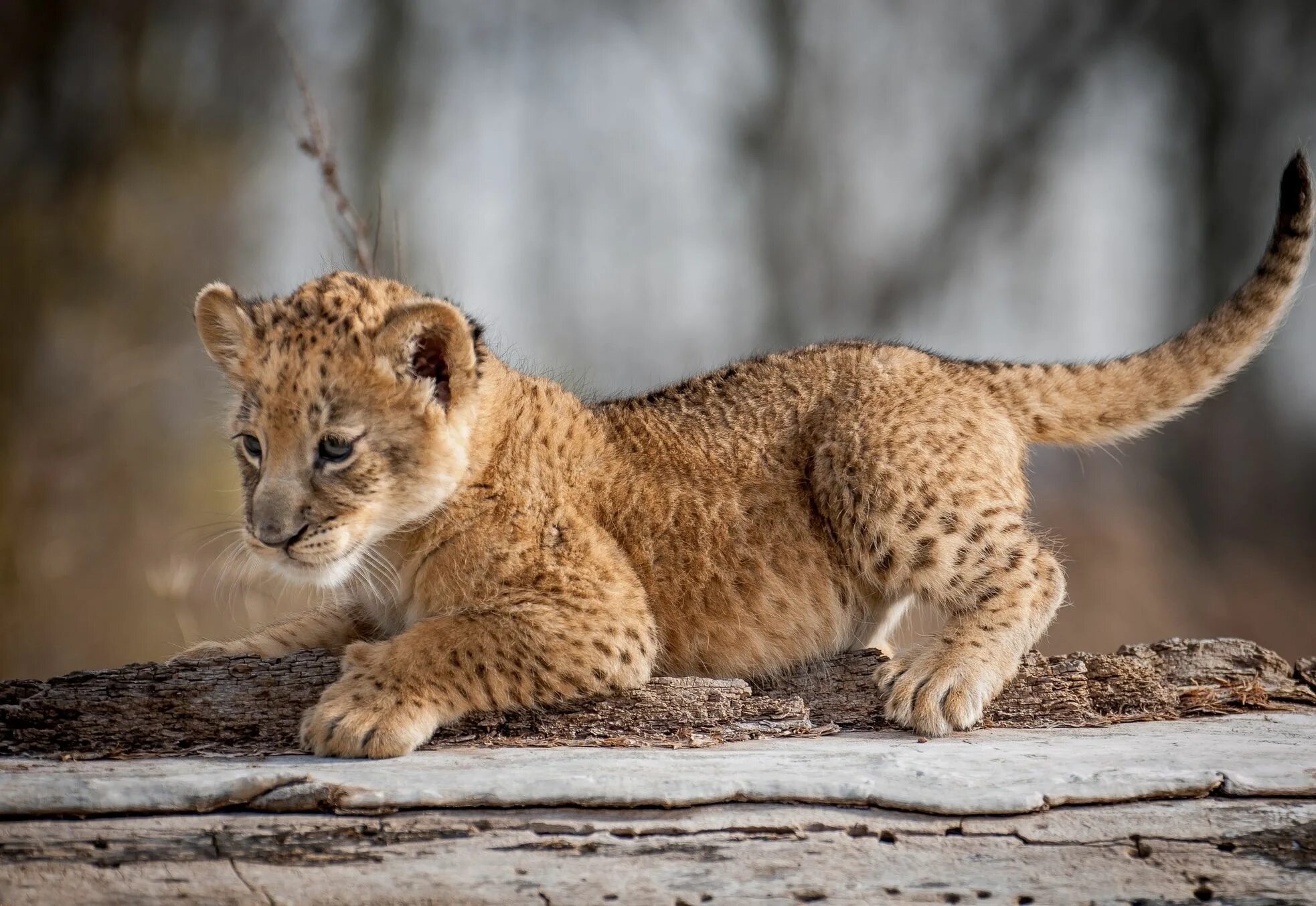 Animal картинки