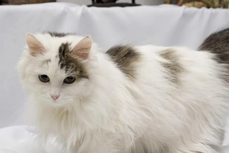 Полна киса. Пушистый белый кот с черными пятнами. Сибирская кошка белая с пятнами. Белые с черными пятнами пушистые коты. Белая пятнистая кошка пушистая.