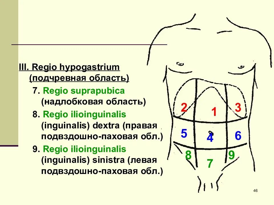 Левая паховая область живота. Левая нижняя область живота. Дискомфорт в правой подвздошной области. Анатомические области живота. Эпигастрии справа