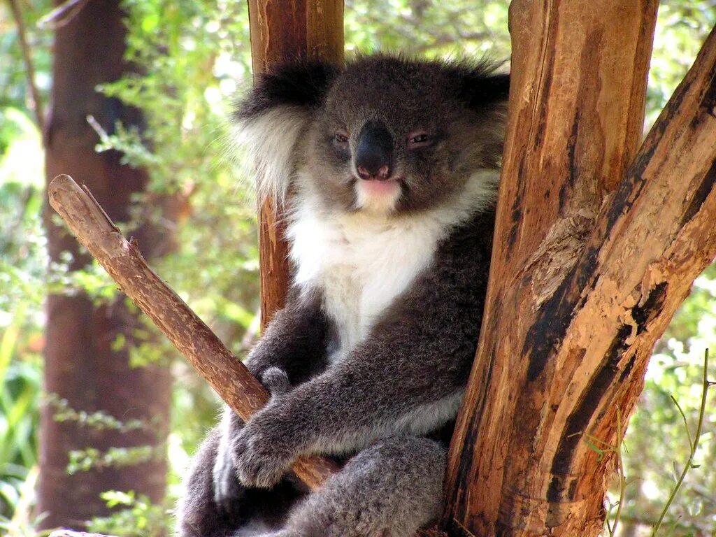 Коала. Кенгуру и коала. Коала в Австралии. Коала интересные факты.