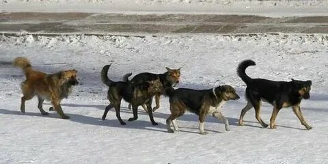 Собаки из бурятии