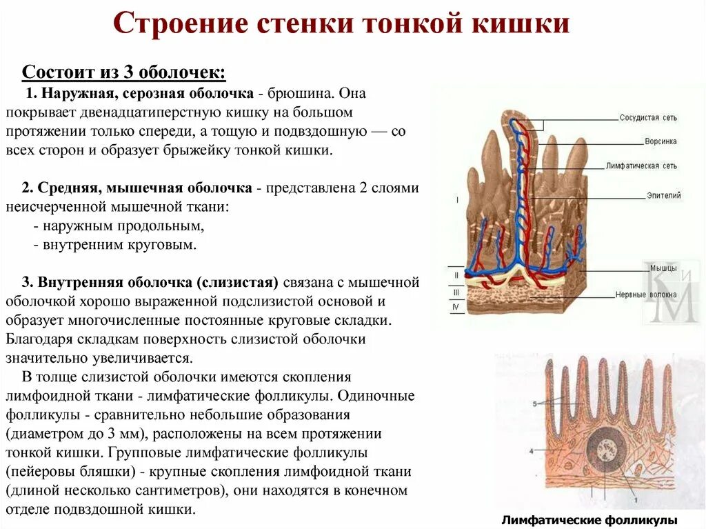 Наружная оболочка тонкой кишки. Наружная оболочка тонкого кишечника. Строение серозной оболочки. Строение наружной оболочки тонкого кишечника. Особенности слизистой оболочки кишечника