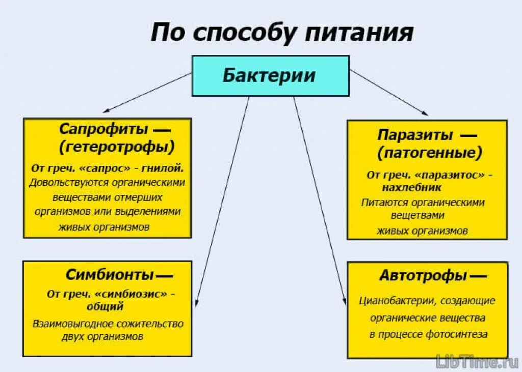 Какие различают бактерии по способу питания кратко