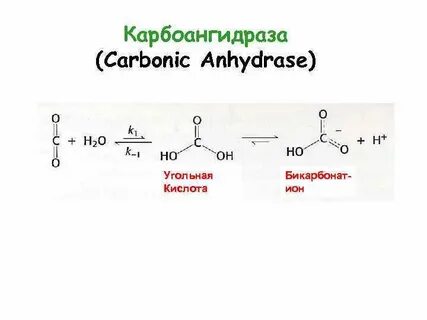 Карбоангидраза