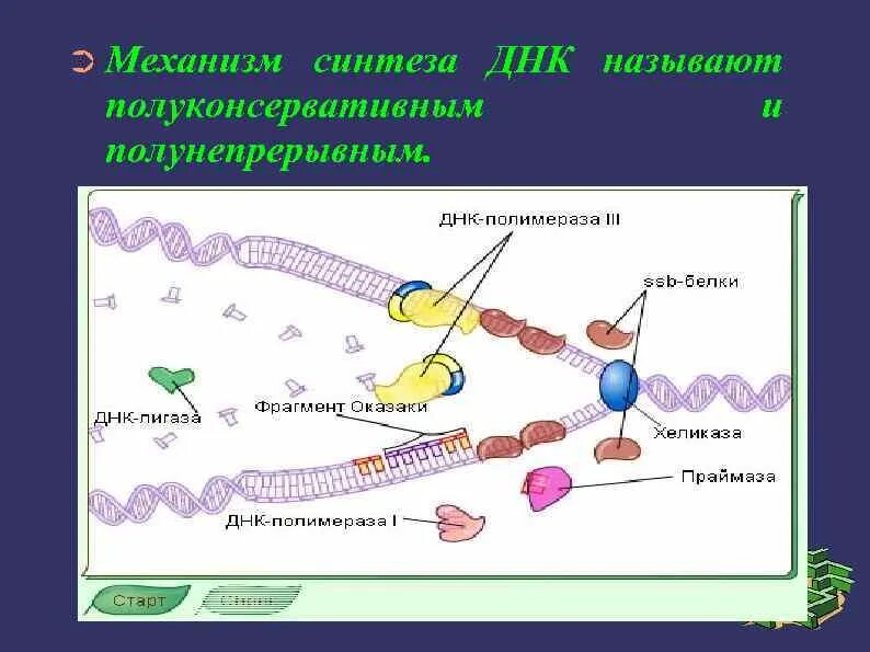 Какие молекулы синтезируются на днк