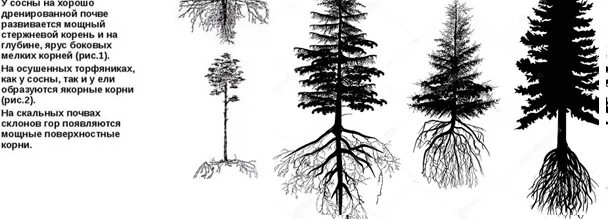 Корневая лиственница лиственница система. Тип корневой системы сосны обыкновенной. Лиственница сибирская корни. Корневая система сосны, ели, кедра, пихты. Корневая система хвои.