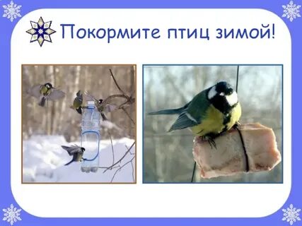 Птицы зимой 2 класс