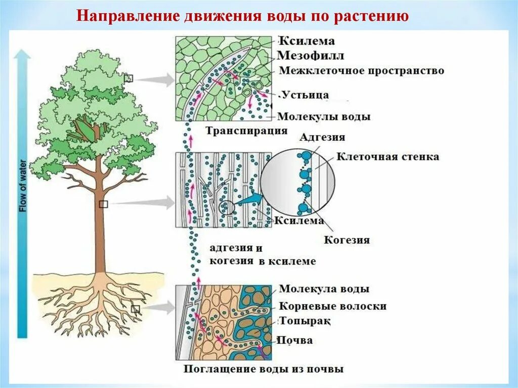 Относительная транспирация. Транспирация у растений ЕГЭ. Тополь транспирация. Способы регулирования транспирации.