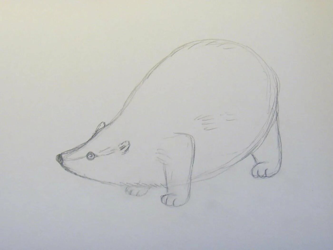 Рисовать барсука легкий. Нарисовать барсука для детей. Как нарисовать барсука. Как нарисовать барсука для детей. Нарисовать барсука для детей поэтапно.