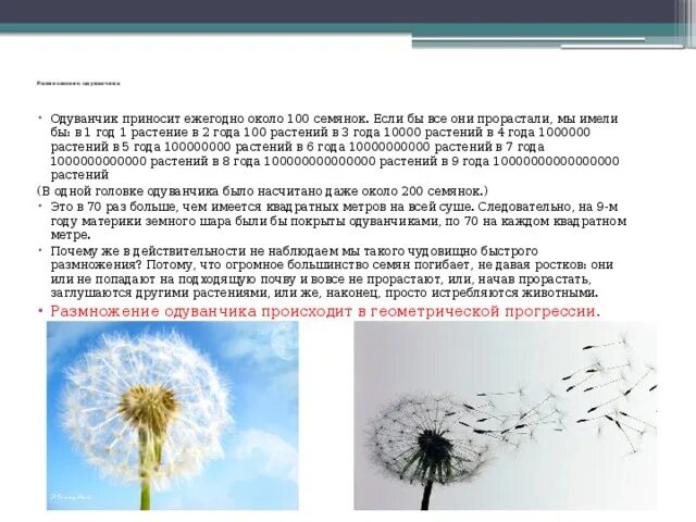 Размножение одуванчика. Одуванчик стадии развития. Одуванчик размножается. Процесс цветения одуванчика. Как размножается одуванчик