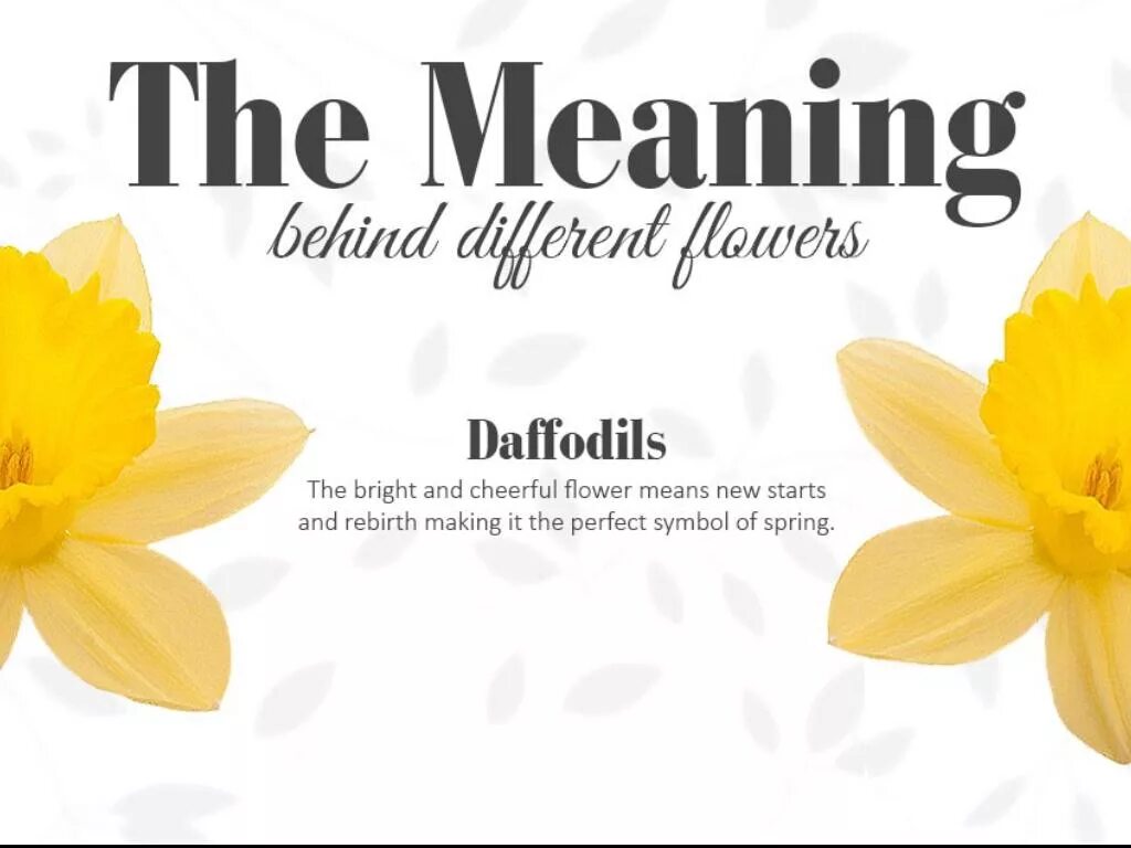 For now meaning. Daffodils meaning. Flowers symbolize. Создатели бренда Flower knows.