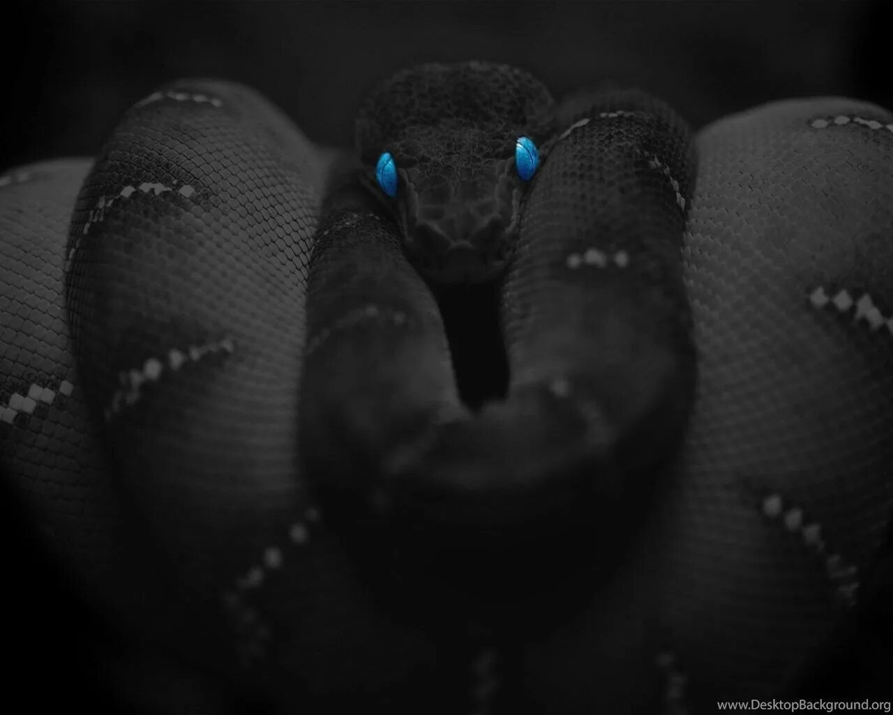 Змея тайпан голубая. Королевская кобра нагайна. Черный тайпан. Slytherin aesthetic змея. Змея черного цвета.