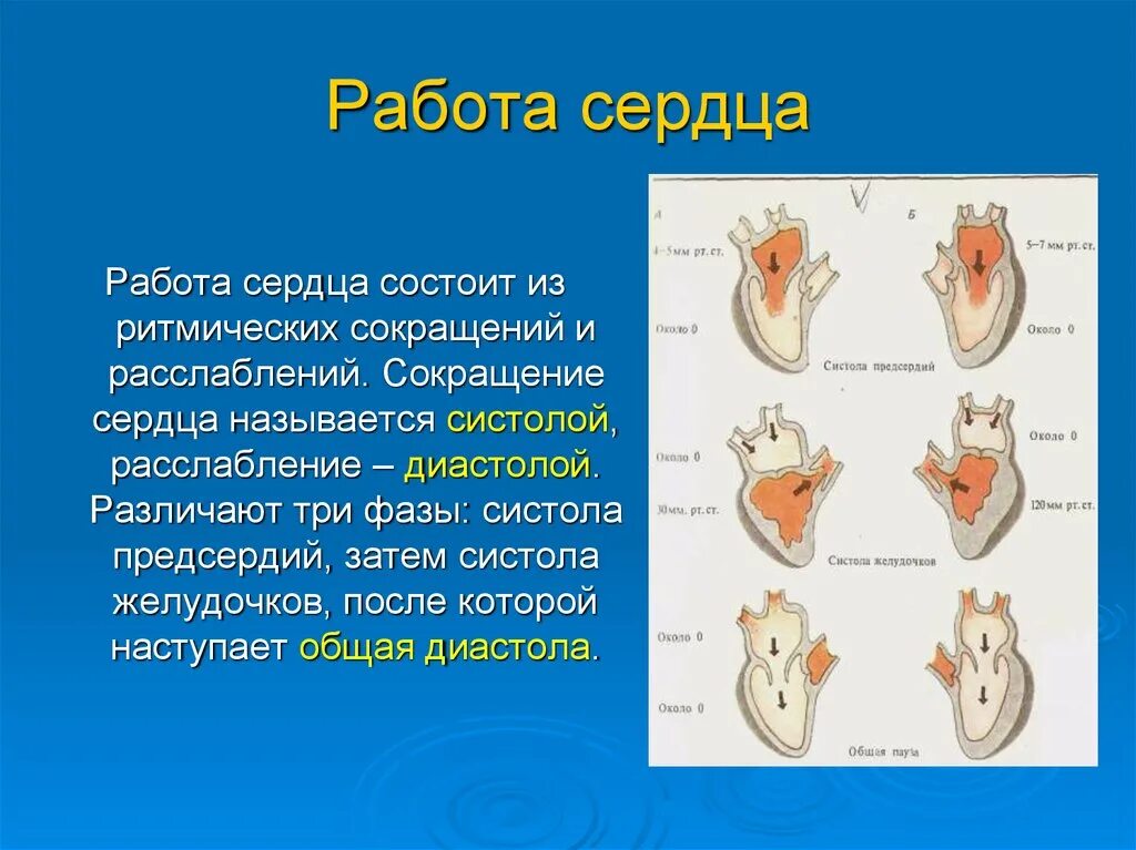 Сокращение мышц и работа сердца. Систола желудочков 8 класс биология. Работа сердца. Сокращение сердца. Работа сердца сокращение.