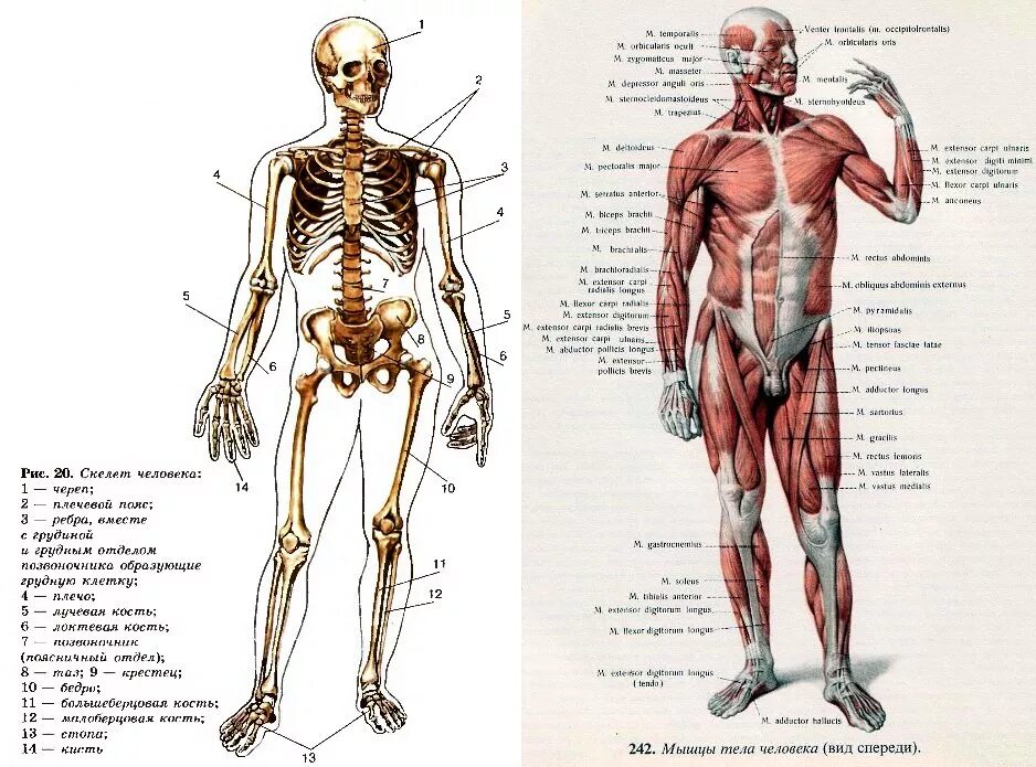 Костно мышечная система скелета. Строение скелета мышечная система. Скелет человека опорно двигательная система. Строение костной системы.