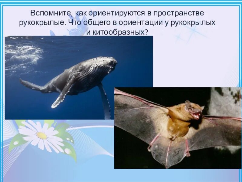 Что общего в ориентации в пространстве у рукокрылых и китообразных. Ориентация рукокрылых в пространстве. Как млекопитающие ориентируются в пространстве. Животные ориентируются в пространстве