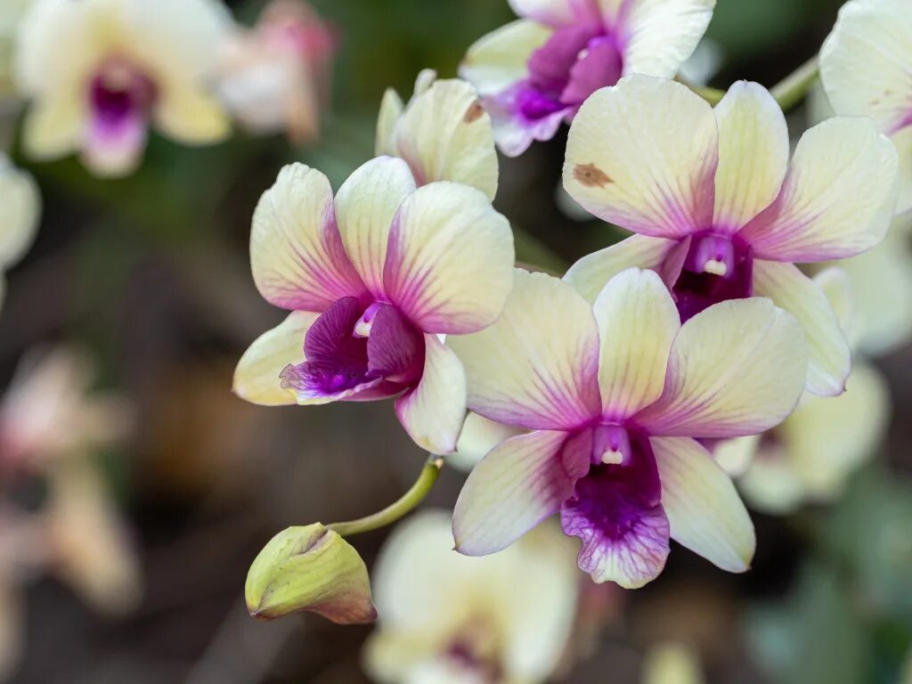 Фаленопсис мариола. Орхидея голден ривер. Фаленопсис каррибиан дрим. Orchid фото. Фаленопсис рефлекшн.