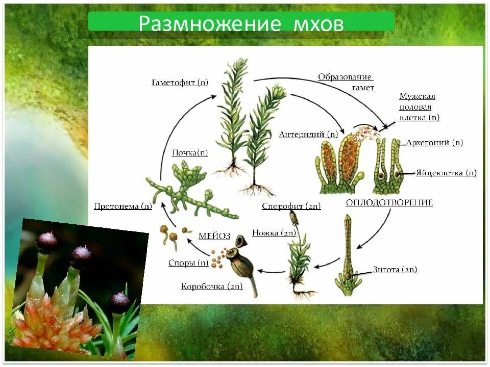 Взрослое растение мхов. Бесполое размножение мхов схема. Жизненные циклы растений гаметофит и спорофит. Мох сфагнум спорофит. Спорофит мха гаметофит мха.