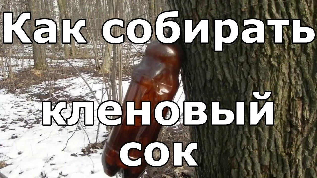 Чем полезен кленовый сок для человека. Кленовый сок. Сбор кленового сока. Кленовый сок как собирать. Как собрать сок клена.