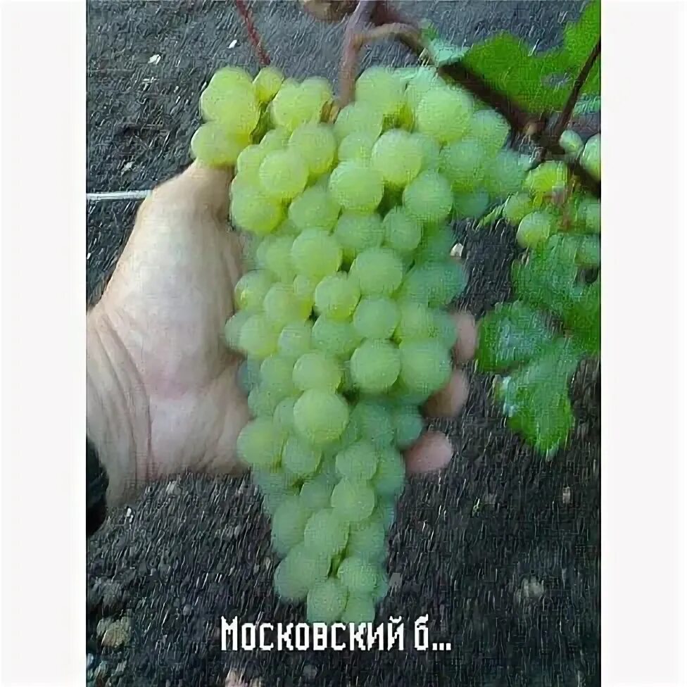 Виноград культурный Кудерка Виноград. Плодово-ягодные луковицы, рассада и саженц