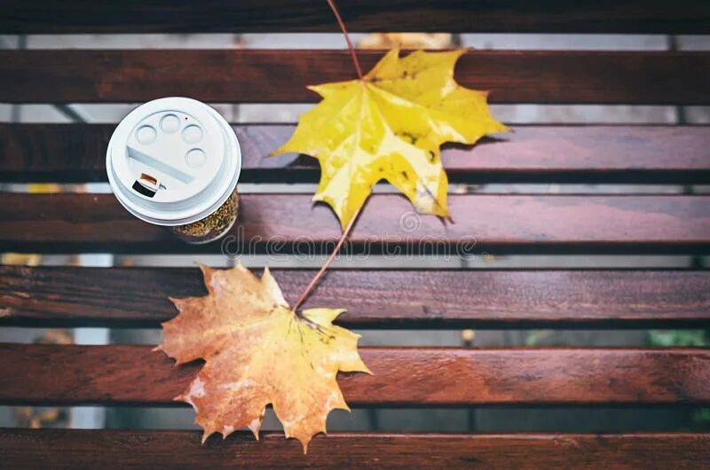 Young Woman with a Coffee To Go and Tablet Pc on a Bench Stock Photo - Image of 