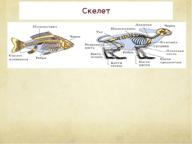 Осевой скелет хордовых. Хорда скелет. Скелет плавников. Скелет позвоночника хордовых.