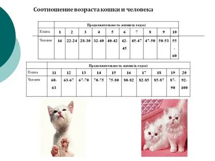 С какого возраста кошка считается взрослой