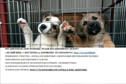 Приют право на жизнь кострома