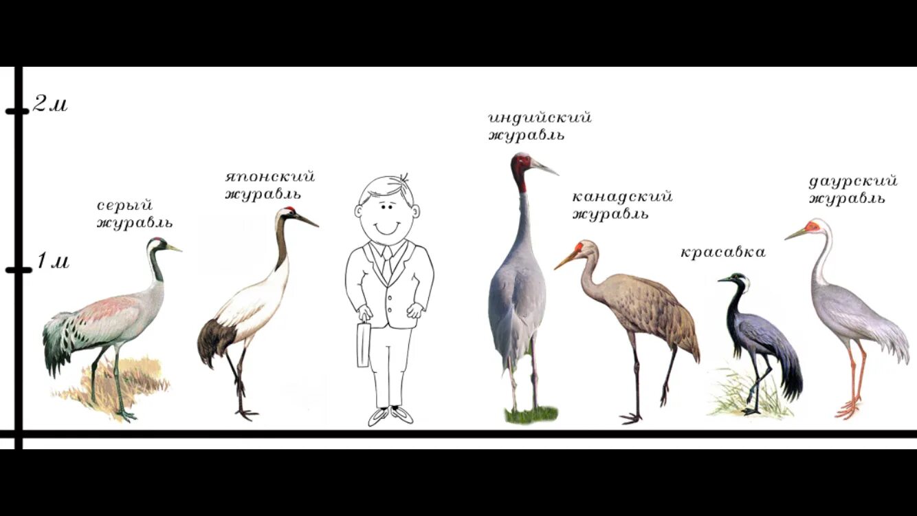 Чем отличается аист от цапли. Строение журавля. строение аиста. строение журавля для дошкольников. внешнее строение аиста.