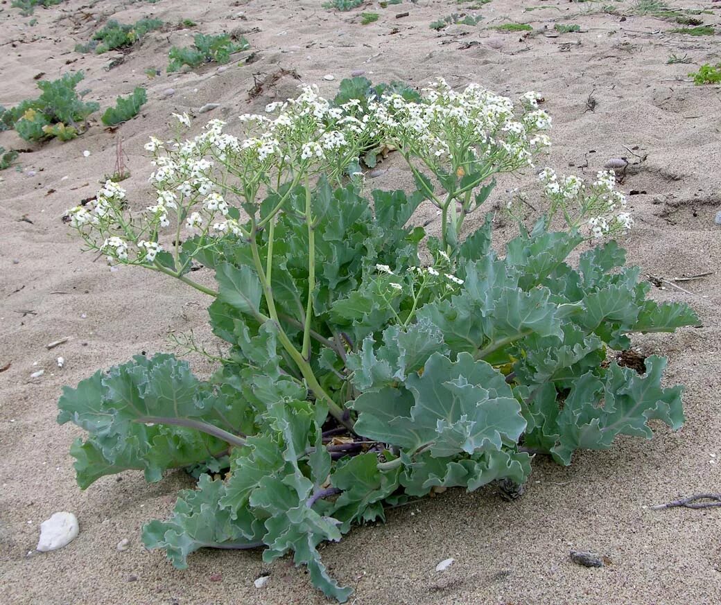 Хрен катран. Катран Приморский Crambe maritima. Катран сердцелистный (Crambe cordifolia). Катран Приморский растение. Растение Катран Черноморский.