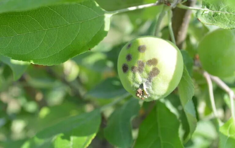 Яблоня ренет крюднера. Черные точки на яблоках. Черные пятна на яблоках. Черная пятнистость на яблоках. Мухосед яблони.