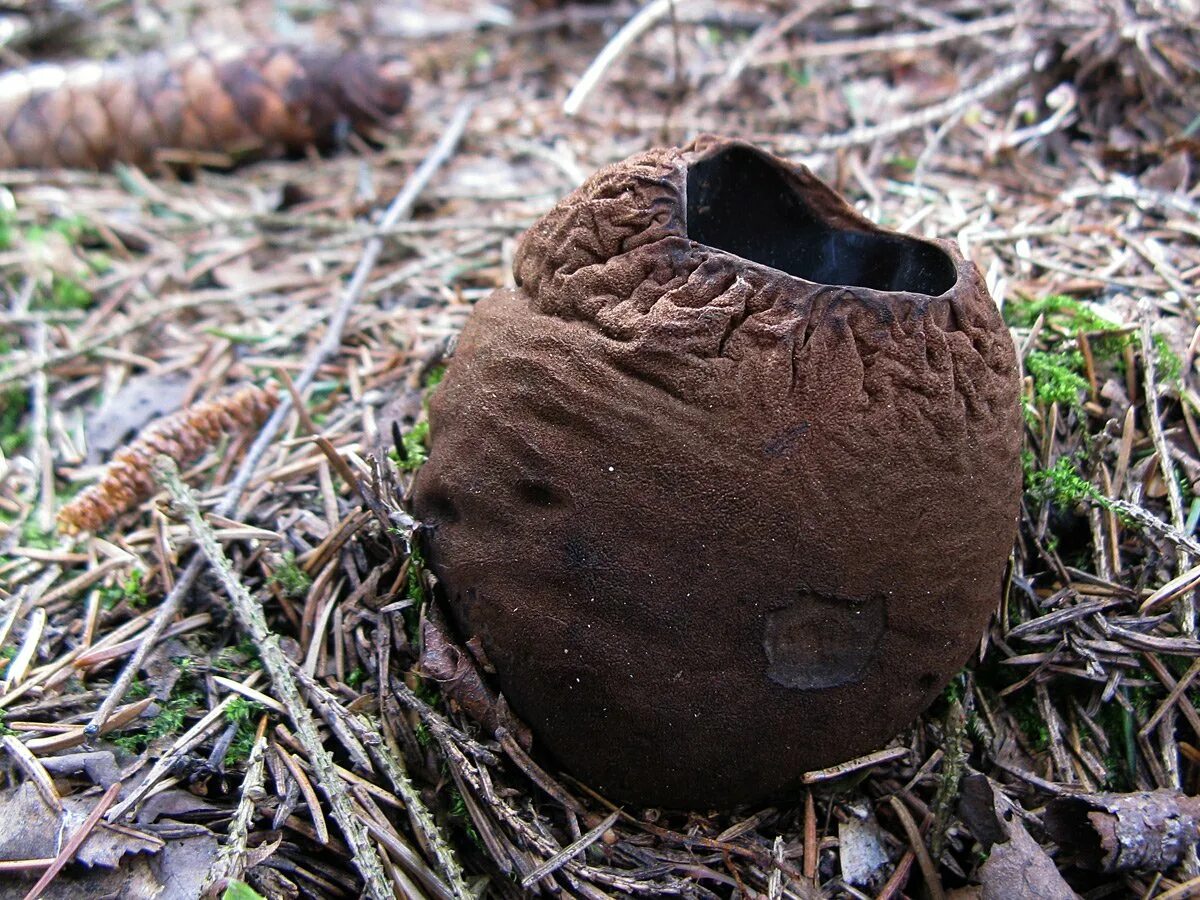 Саркасома шаровидная. Sarcosoma globosum. Саркосома шаровидная. Молодильный гриб Саркосома. Гриб Ведьмин котелок Саркосома.