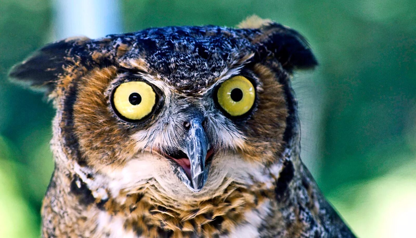 сова удивлена. испуганная сова. удивленная сова. сова удивлена. удивленный филин.