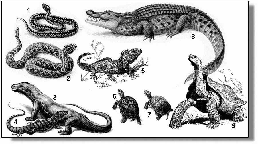 Разнообразие рептилий. Рептилии рисунок. Пресмыкающиеся представители. Пресмыкающиеся рисунок.