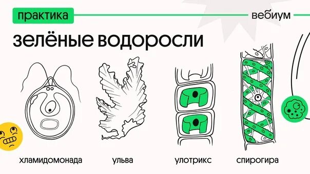 Тест водоросли огэ. Водоросли егэ. цикл водорослей егэ. зеленые водоросли егэ. цикл ламинарии егэ.