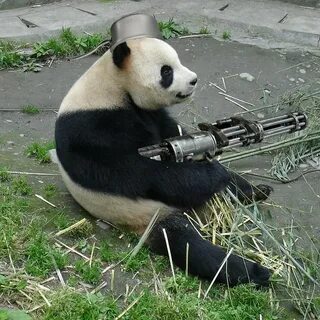 Panda meme