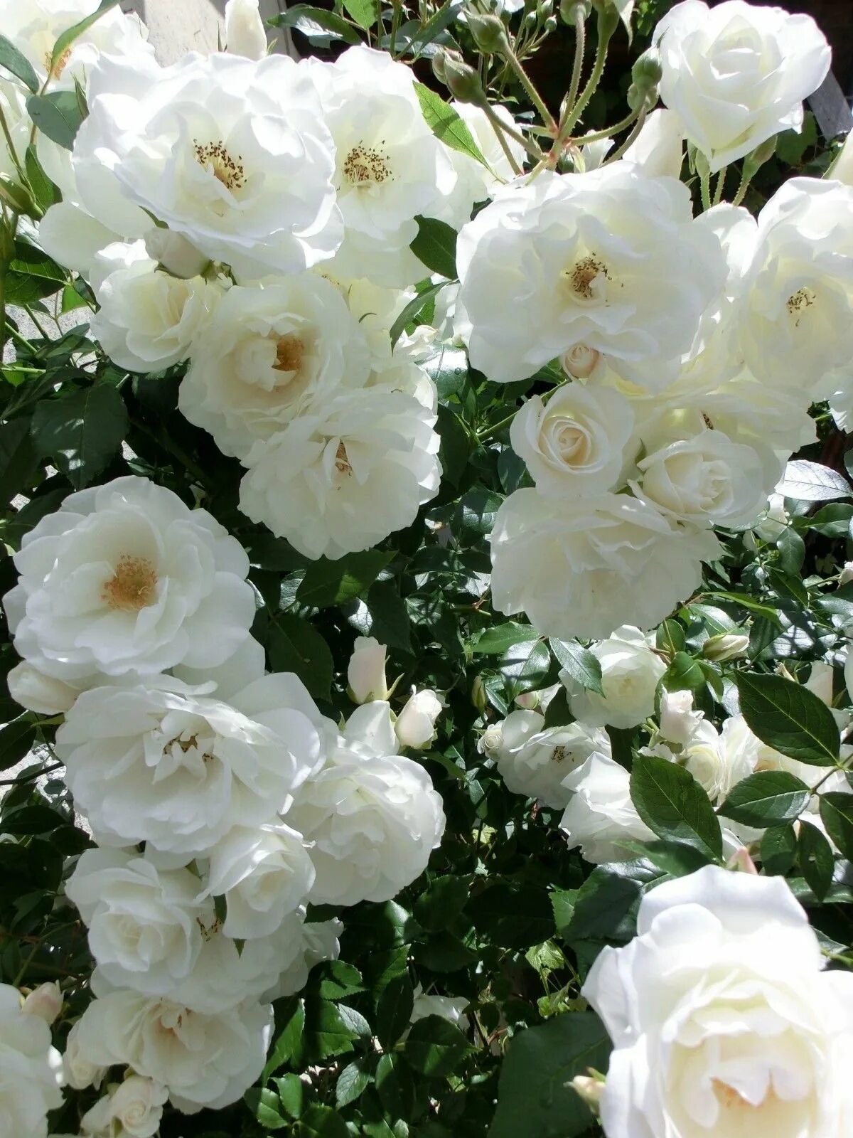 Розы белые низкие. Флорибунда Сноу Вайт.