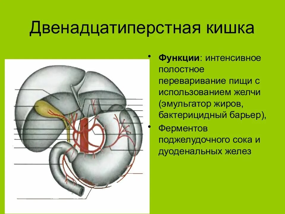 Двенадцатиперстная кишка биология 8 класс. 12 Перстная кишка строение и функции. Функции 12 перстной кишки. 12 Ти перстная кишка анатомия строение и функции. 12 Ти перстная кишка функции таблица.