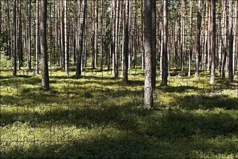 Неподалеку лес