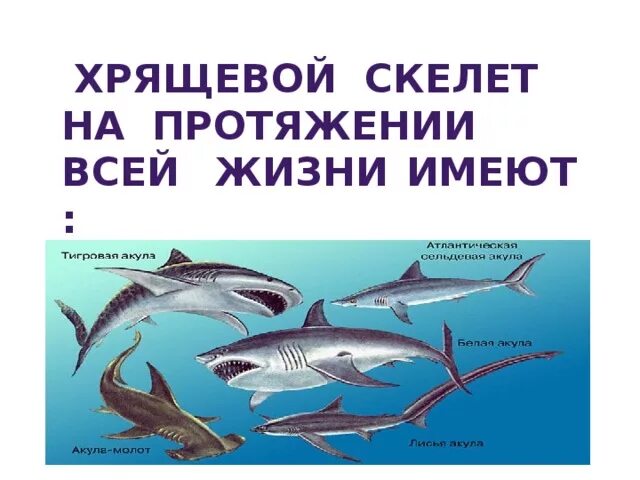 Хрящевой скелет состоит. Хрящевой скелет. хрящевой скелет акулы. хрящевой скелет имеют. на протяжении всей жизни хрящевой скелет имеют.