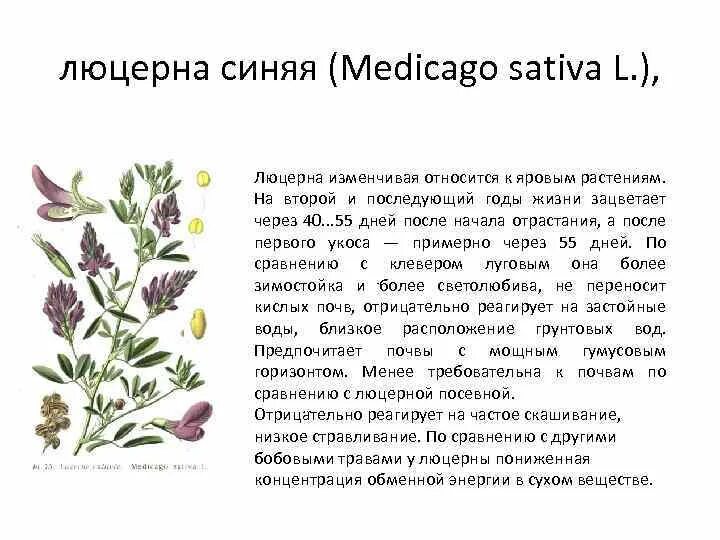 Кормовое бобовое растение. Кормовое бобовое растение