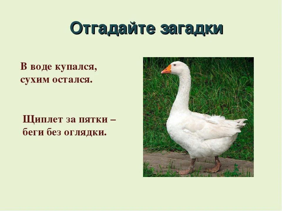 Загадка о Гусе. Загадка про гуся. Загадка про гуся для детей. Загадка с гусем. Читать про гуся