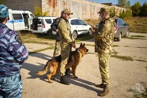 Кинолог воронеж