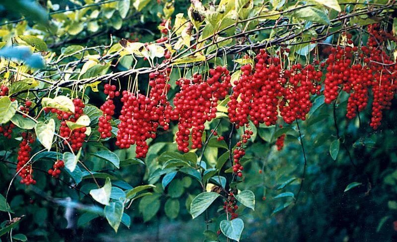Лимонник первенец. Лимонник сахалинский. лимонник китайский (schisandra chinensis). лимонник амурский.
