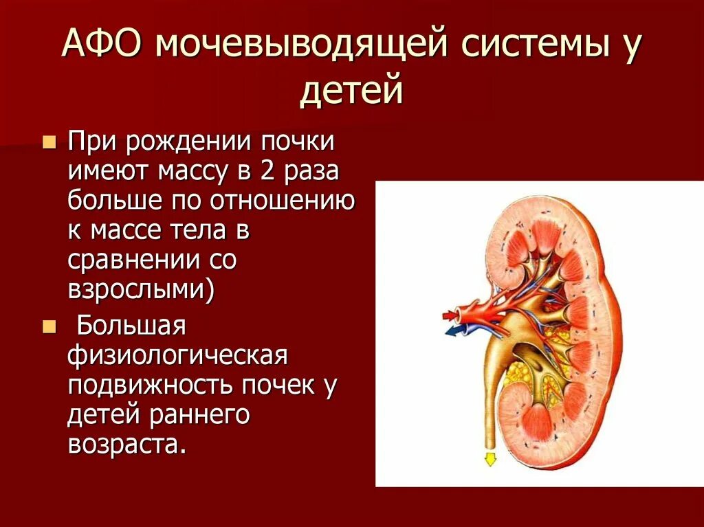 Почки не являются органом выделительной системы у. Афо органов пищеварительной, мочевыделительной системы у детей. афо почек. афо системы пищеварения. физиологическая подвижность почки.