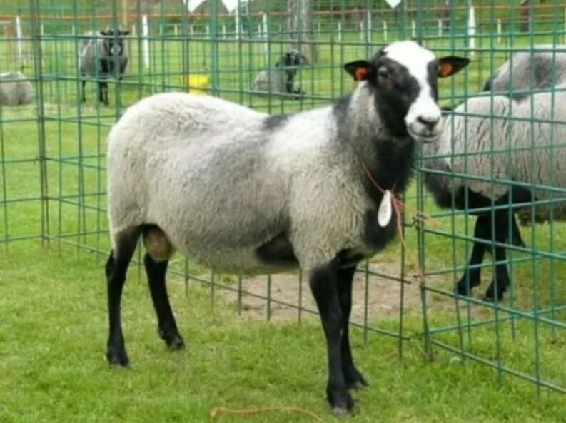 Романовская порода овец кг. Романовская порода овец вес. Романовская порода Баранов кг. Вес барана Романовской породы. Сколько вес барана