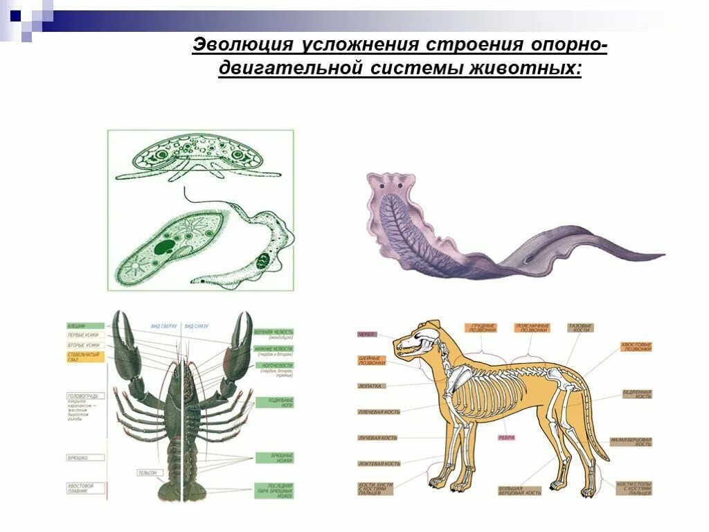 Строение разных животных. Строение опорной системы животных. опорно двигательная система животных биология 7 класс. опорно-двигательная система хордовых животных схема. эволюция опорно двигательной системы у животных таблица 7.